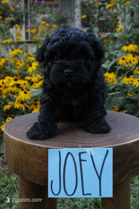 Joey – Havapoo puppy for sale in Irvington, KY