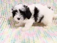 Spot, a male Havapoo for sale in Irvington, KY – 2 of 4