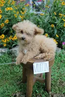 Muffin, a male Poodle - Miniature  for sale in Irvington, KY – 4 of 4