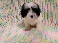 Spot, a male Havapoo for sale in Irvington, KY – 3 of 4