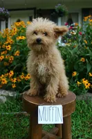 Muffin, a male Poodle - Miniature  for sale in Irvington, KY – 2 of 4
