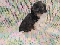 Oliver, a male Havanese for sale in Irvington, KY – 3 of 5