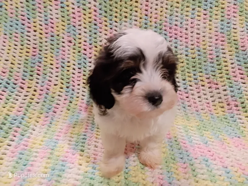 Buster – Havapoo puppy for sale in Irvington, KY