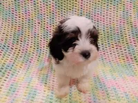 Buster, a male Havapoo for sale in Irvington, KY – 1 of 6