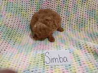 Simba, a male Bichpoo for sale in Irvington, KY – 3 of 3