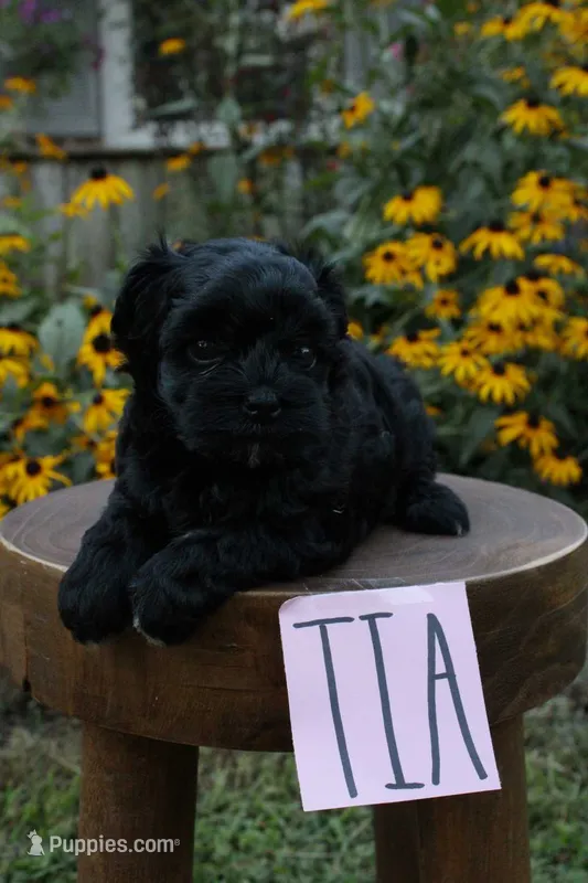 Tia – Havapoo puppy on hold in Irvington, KY