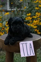 Tia, a female Havapoo for sale in Irvington, KY – 1 of 1