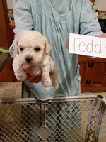 Teddy, a male Bichpoo for sale in Irvington, KY – 1 of 2