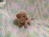 Biscuit, a male Bichpoo for sale in Irvington, KY – 4 of 4