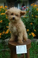 Muffin, a male Poodle - Miniature  for sale in Irvington, KY – 3 of 4