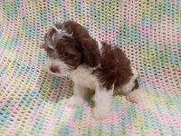 Prince, a male Havapoo for sale in Irvington, KY – 2 of 5