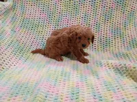Simba, a male Bichpoo for sale in Irvington, KY – 2 of 3