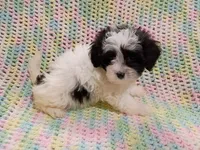 Spot, a male Havapoo for sale in Irvington, KY – 4 of 4