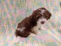 Prince, a male Havapoo for sale in Irvington, KY – 5 of 5
