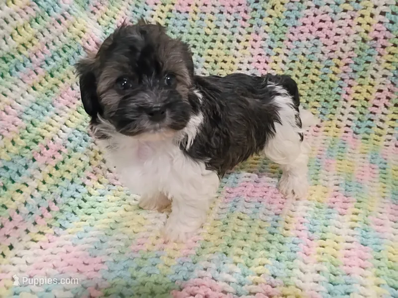 Oliver – Havanese puppy for sale in Irvington, KY