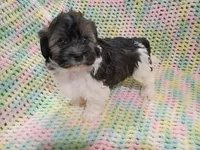 Oliver, a male Havanese for sale in Irvington, KY – 1 of 5