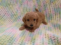 Jack, a female Bichpoo for sale in Irvington, KY – 1 of 5