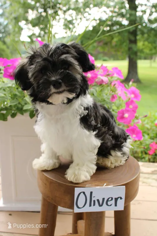 Oliver – Havanese puppy for sale in Irvington, KY