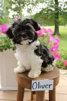 Oliver, a male Havanese for sale in Irvington, KY – 1 of 8