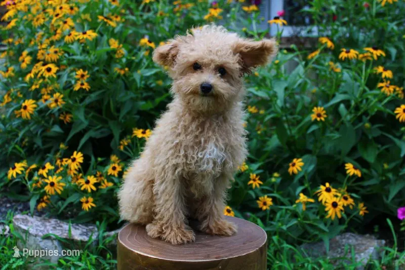 Muffin – Poodle - Miniature  puppy for sale in Irvington, KY