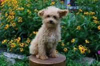 Muffin, a male Poodle - Miniature  for sale in Irvington, KY – 1 of 4