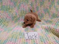 Jack, a female Bichpoo for sale in Irvington, KY – 2 of 5