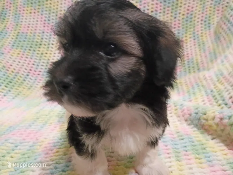 Thumper – Havanese puppy for sale in Irvington, KY