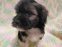 Thumper, a male Havanese for sale in Irvington, KY – 1 of 4