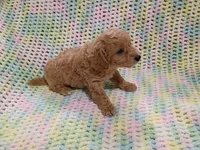 Jack, a female Bichpoo for sale in Irvington, KY – 3 of 5