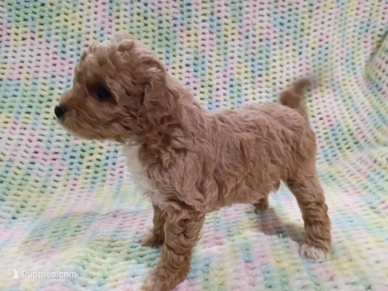 Dora – Bichpoo puppy for sale in Irvington, KY