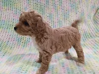Dora, a female Bichpoo for sale in Irvington, KY – 1 of 2
