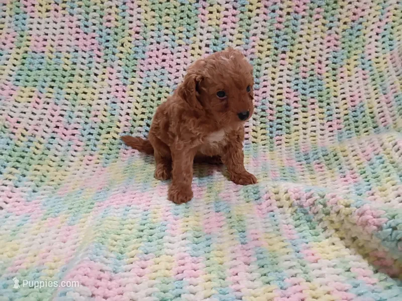 Simba – Bichpoo puppy for sale in Irvington, KY