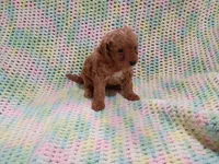Simba, a male Bichpoo for sale in Irvington, KY – 1 of 3