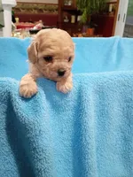 Daisy, a female Havapoo for sale in Irvington, KY – 5 of 5