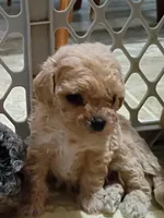 Daisy, a female Havapoo for sale in Irvington, KY – 2 of 5