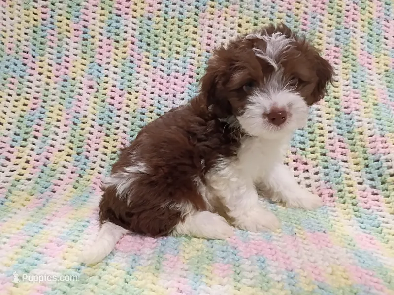 Prince – Havapoo puppy for sale in Irvington, KY