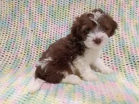 Prince, a male Havapoo for sale in Irvington, KY – 1 of 5