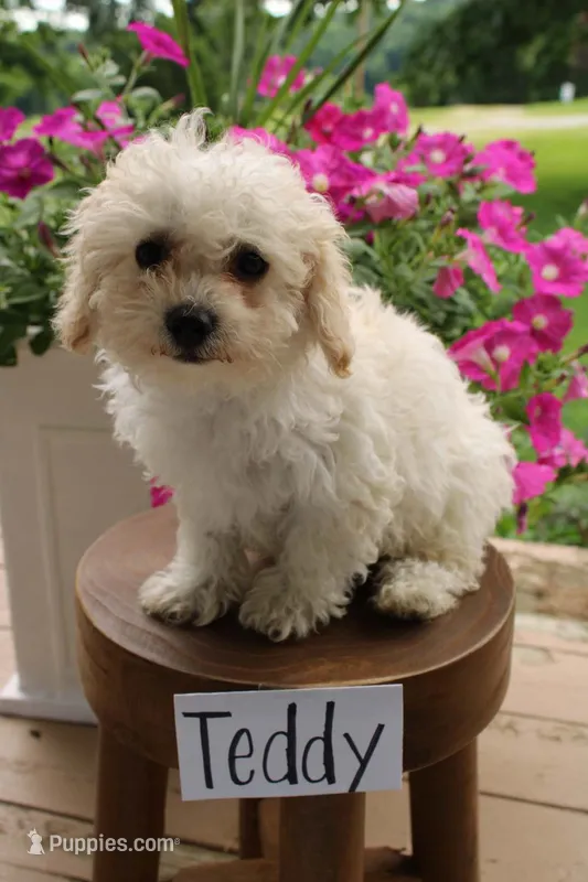 Teddy – Bichpoo puppy for sale in Irvington, KY