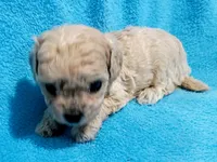 Teddy, a male Havapoo for sale in Irvington, KY – 3 of 7