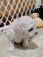 Teddy, a male Havapoo for sale in Irvington, KY – 6 of 7