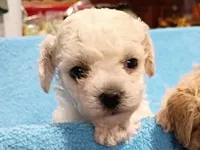 Teddy, a male Havapoo for sale in Irvington, KY – 1 of 7