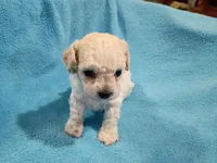 Teddy, a male Havapoo for sale in Irvington, KY – 7 of 7