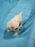 Teddy, a male Havapoo for sale in Irvington, KY – 4 of 7