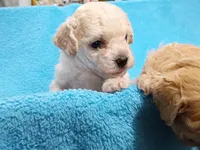 Teddy, a male Havapoo for sale in Irvington, KY – 2 of 7