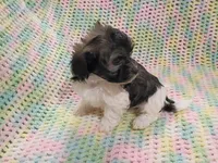 Oliver, a male Havanese for sale in Irvington, KY – 2 of 5