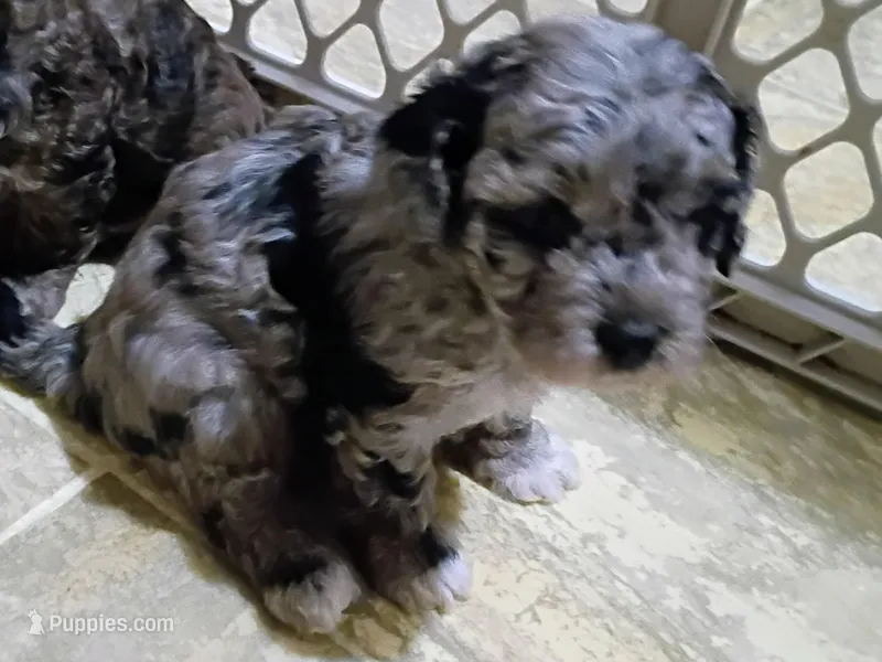 Patty – Havapoo puppy for sale in Irvington, KY