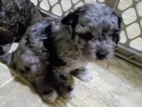 Patty, a male Havapoo for sale in Irvington, KY – 1 of 4