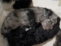 Patty, a male Havapoo for sale in Irvington, KY – 2 of 4