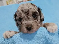 Patty, a male Havapoo for sale in Irvington, KY – 3 of 4