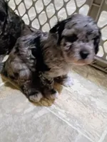 Patty, a male Havapoo for sale in Irvington, KY – 4 of 4